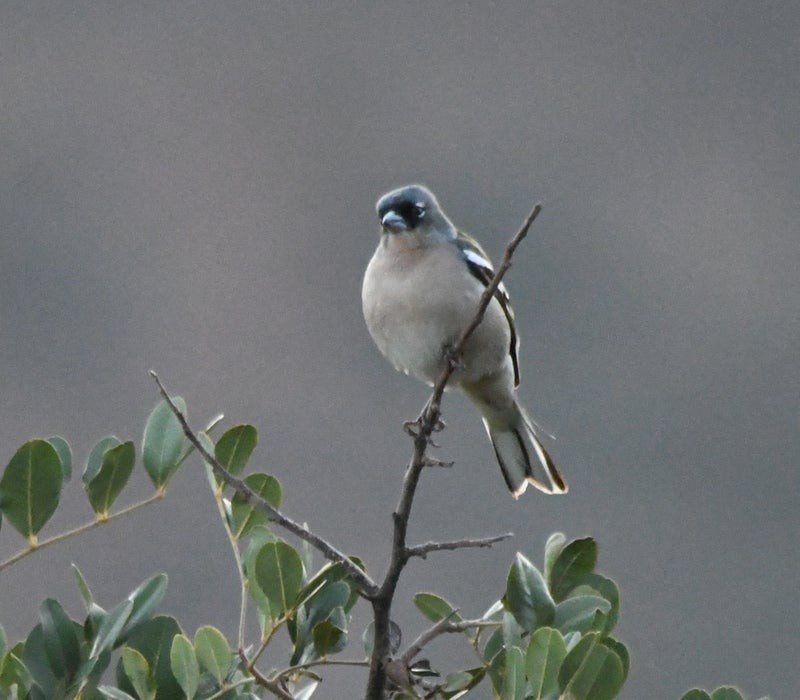 African Chaffinch (African) - ML638624776