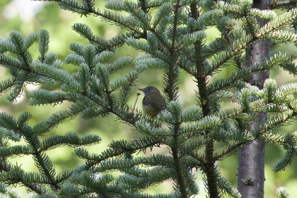 Connecticut Warbler - ML638624811