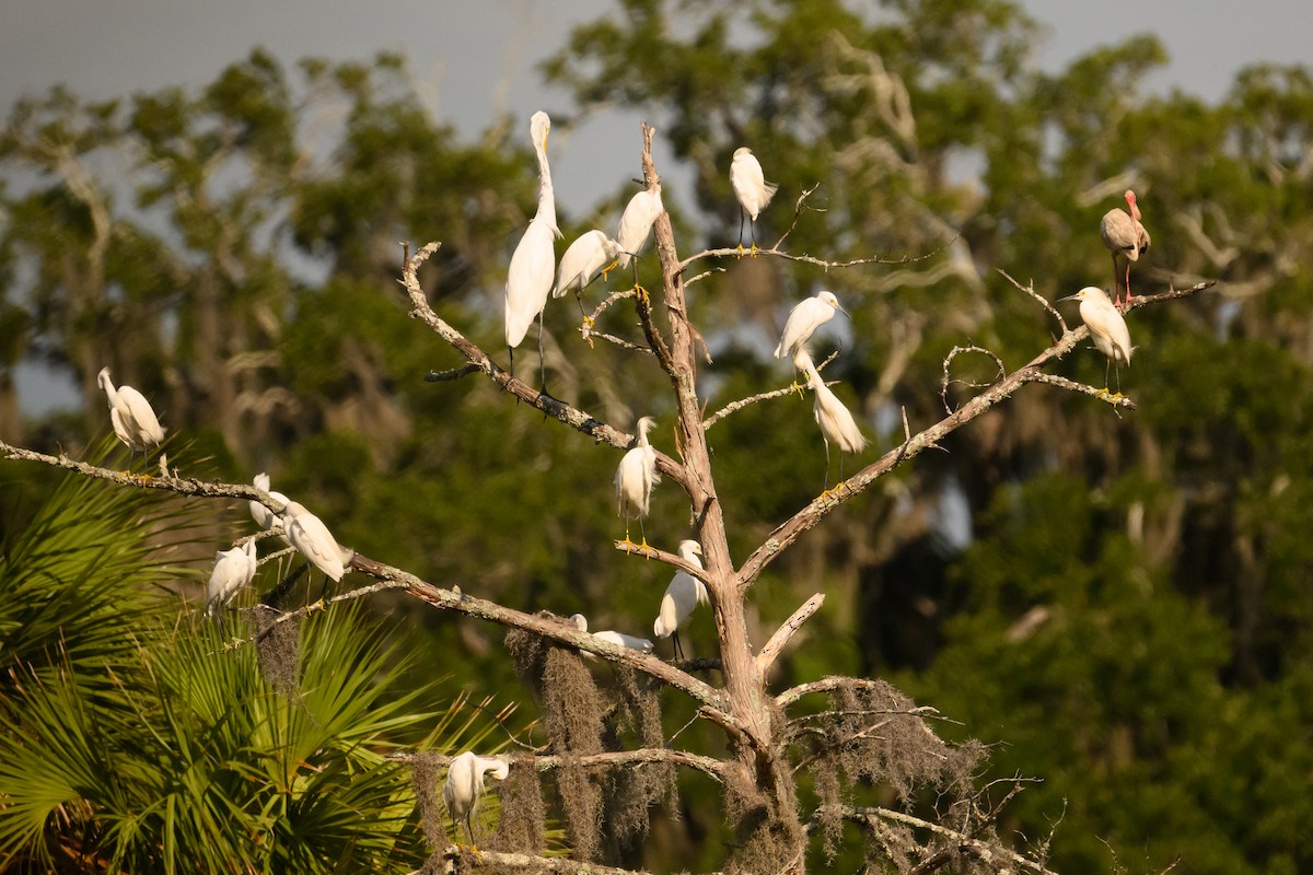 Snowy Egret - ML638624814
