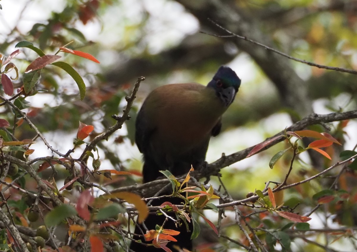 Purple-crested Turaco - ML638624822