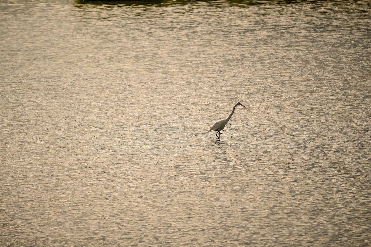 Great Egret - ML638624837