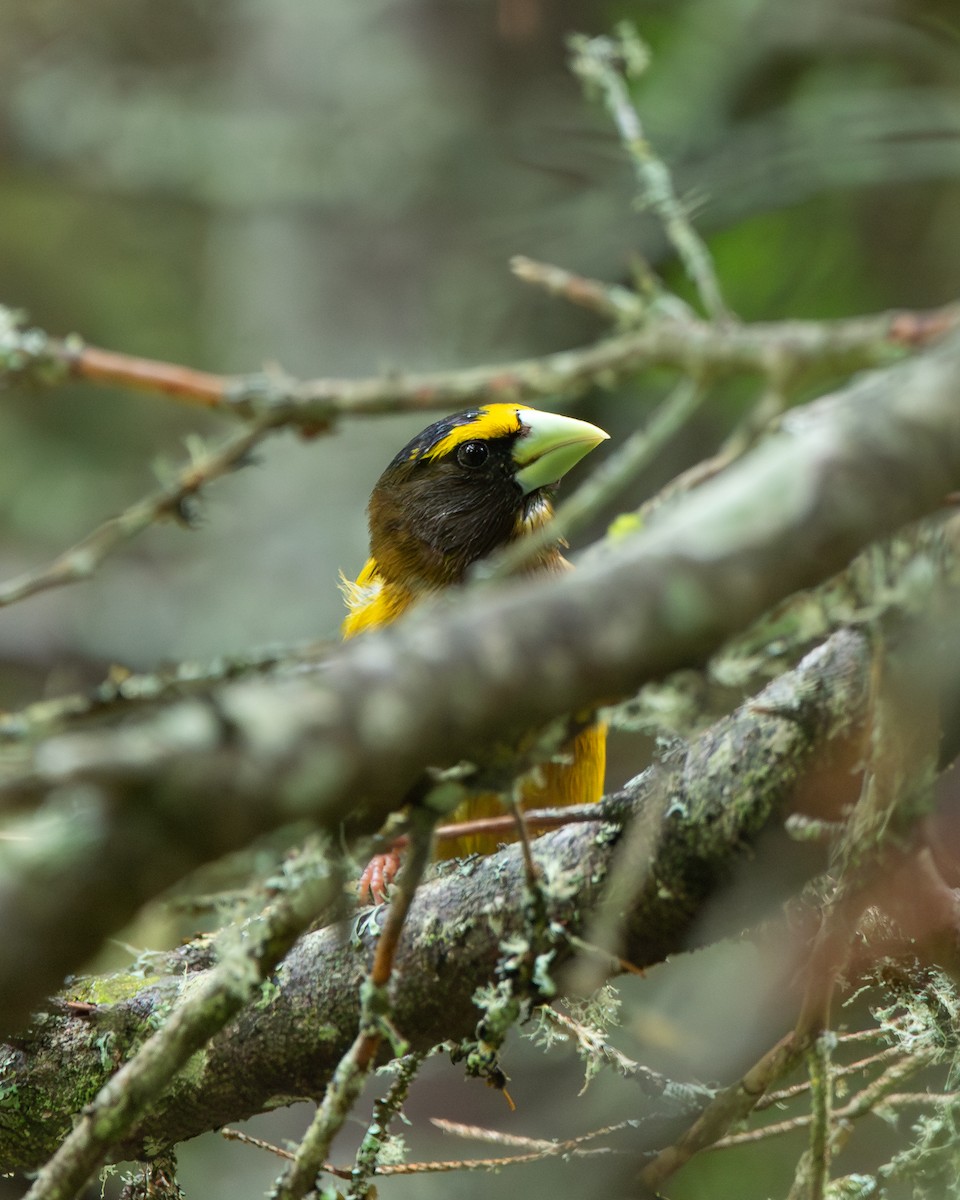 Evening Grosbeak - ML638624844