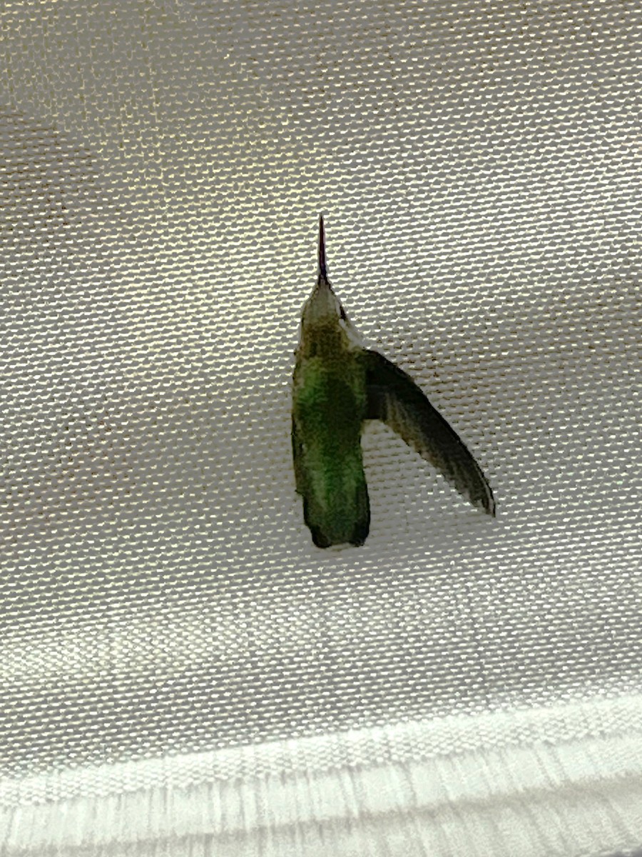 Anna's Hummingbird - ML638624865