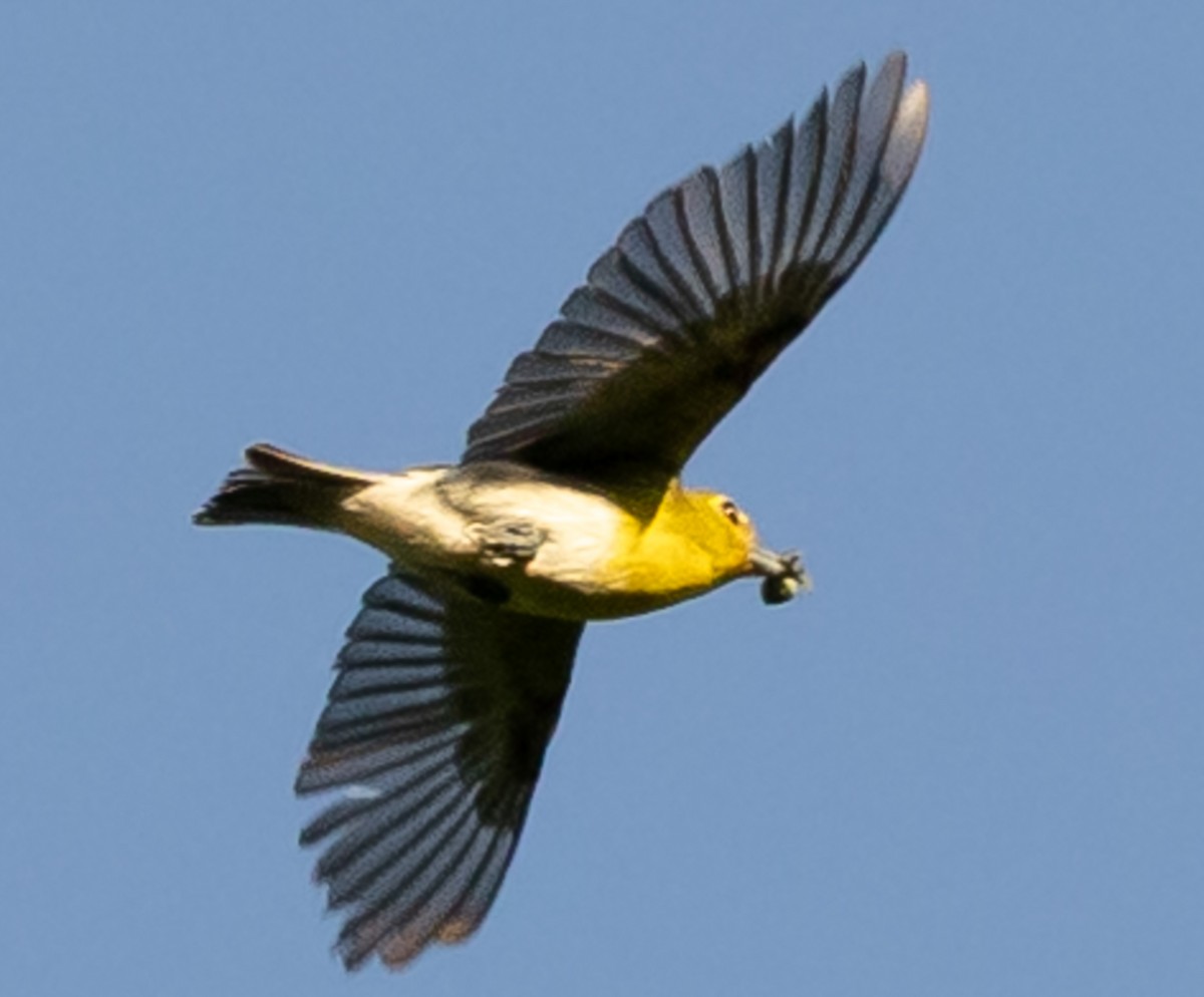 Sarı Gerdanlı Vireo - ML638624870