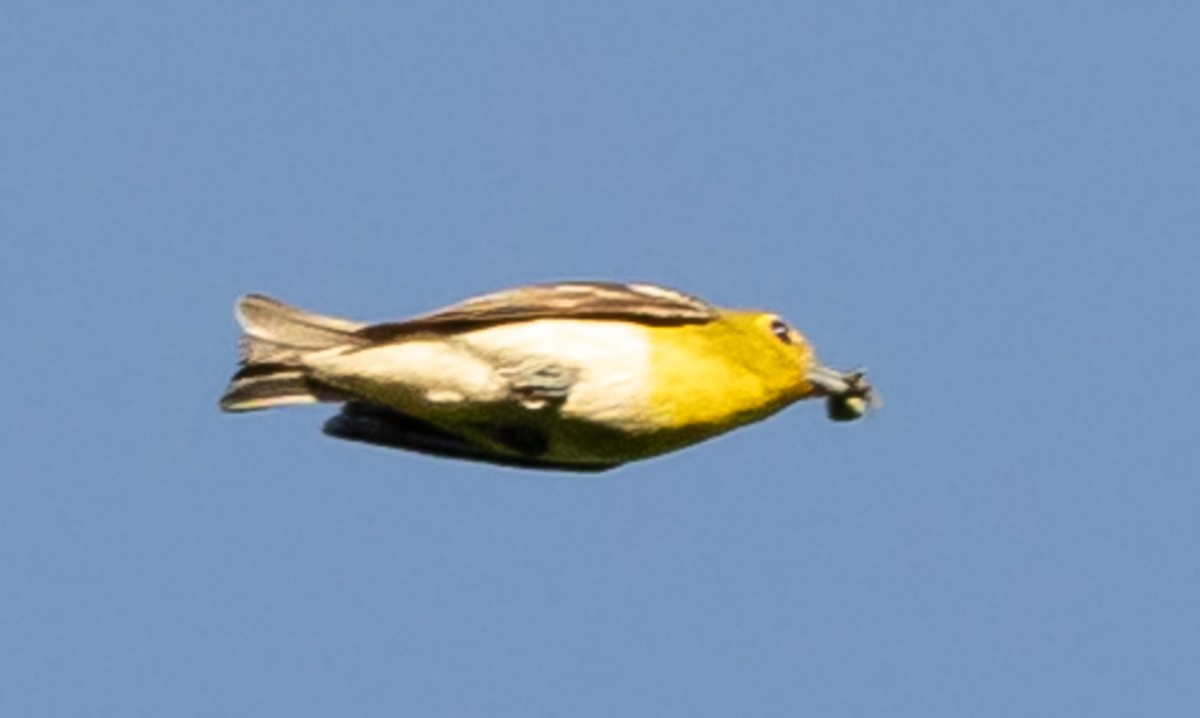 Sarı Gerdanlı Vireo - ML638624871