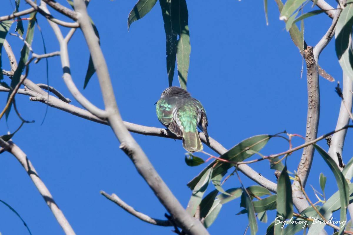 Shining Bronze-Cuckoo - ML638624897