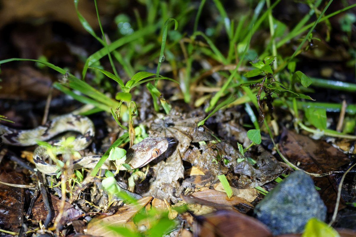 Colubrid Snakes - ML638624905