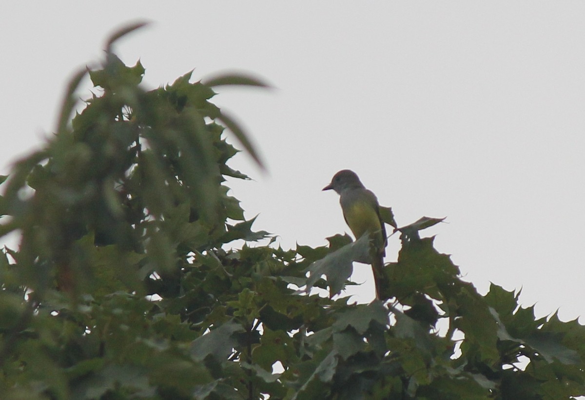 Great Crested Flycatcher - ML63862491