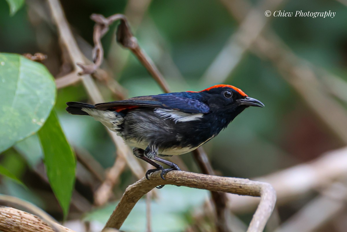 Scarlet-backed Flowerpecker - ML638624923