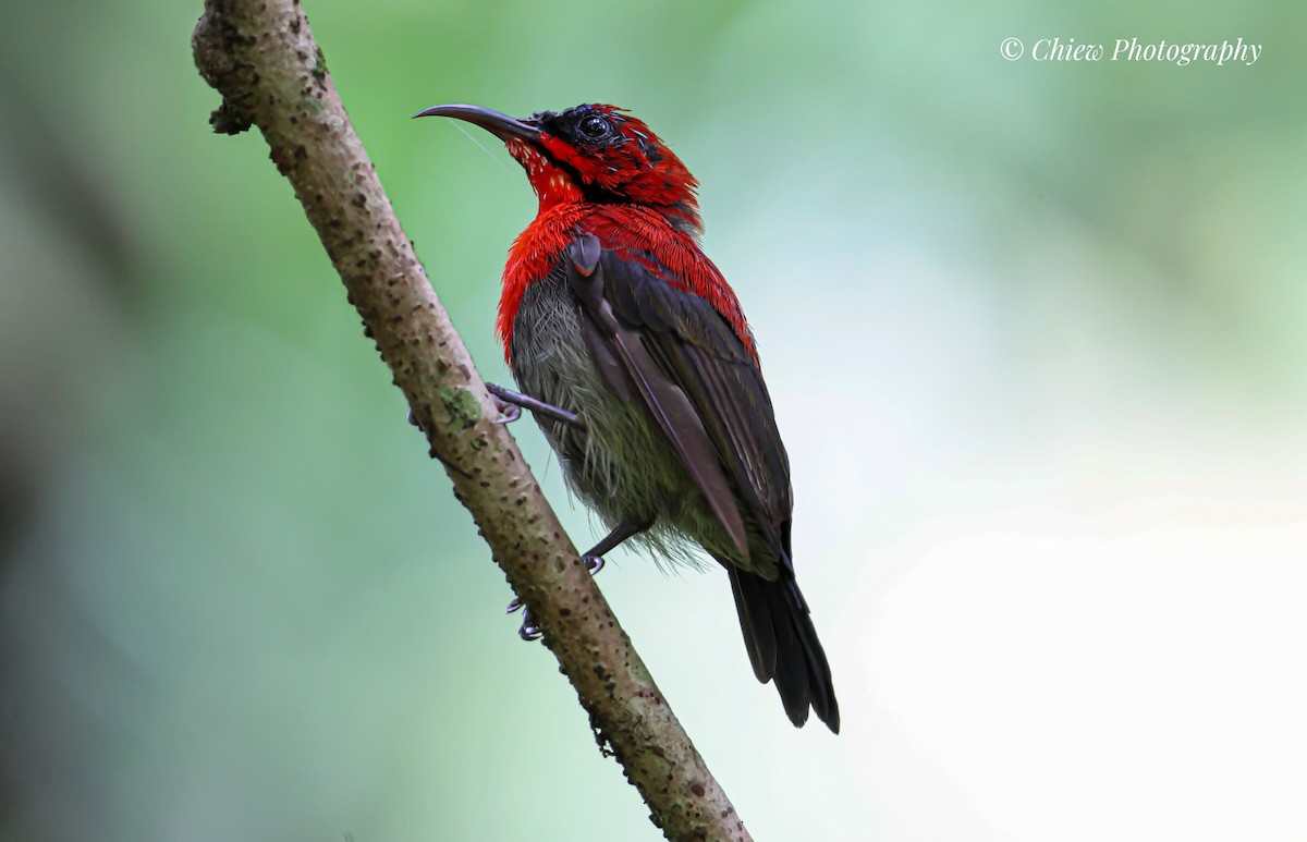 Crimson Sunbird - ML638624933