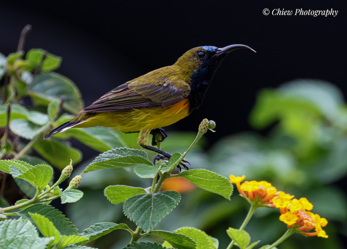 Ornate Sunbird - ML638624939