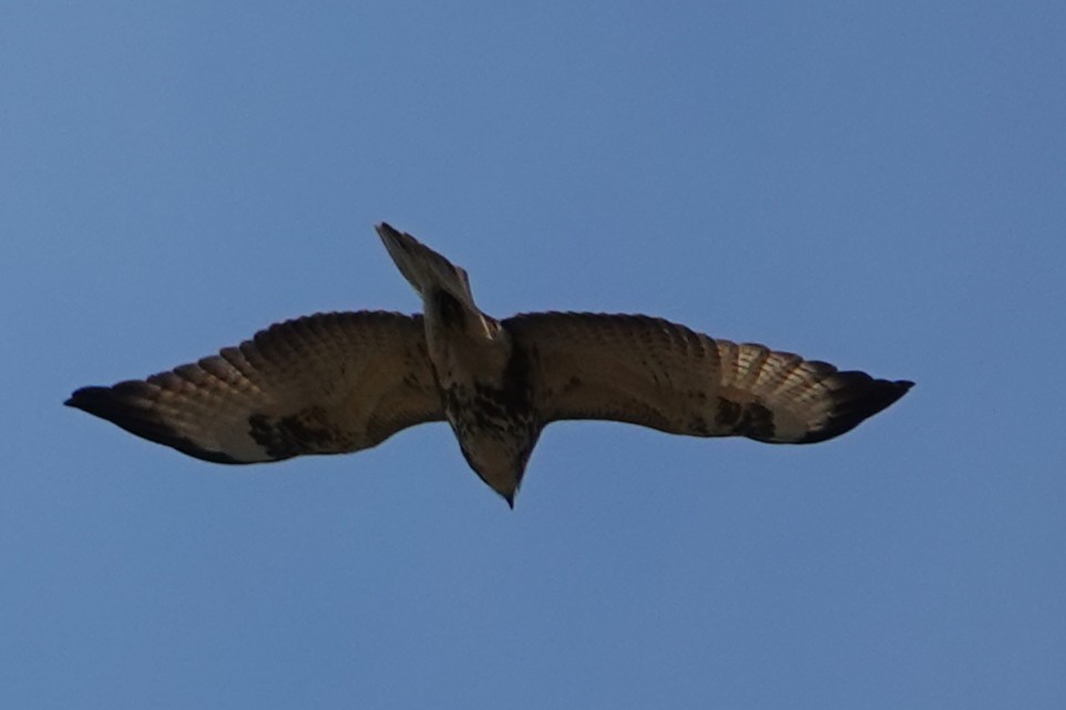 Himalayan Buzzard - ML638624940