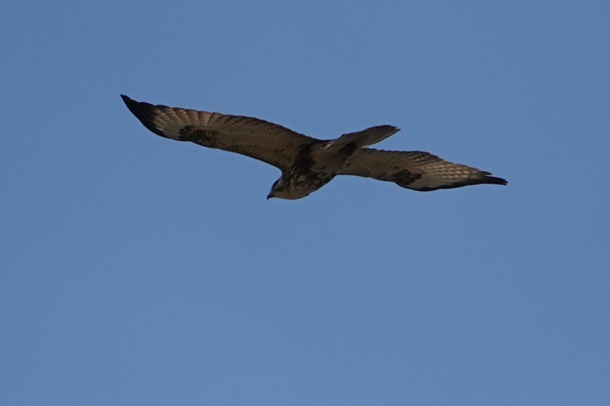 Himalayan Buzzard - ML638624946