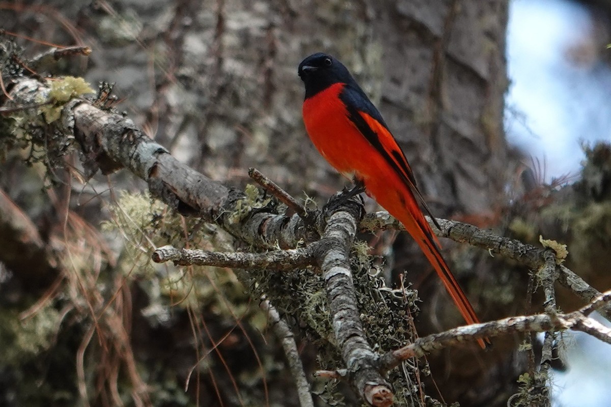 Long-tailed Minivet - ML638624966