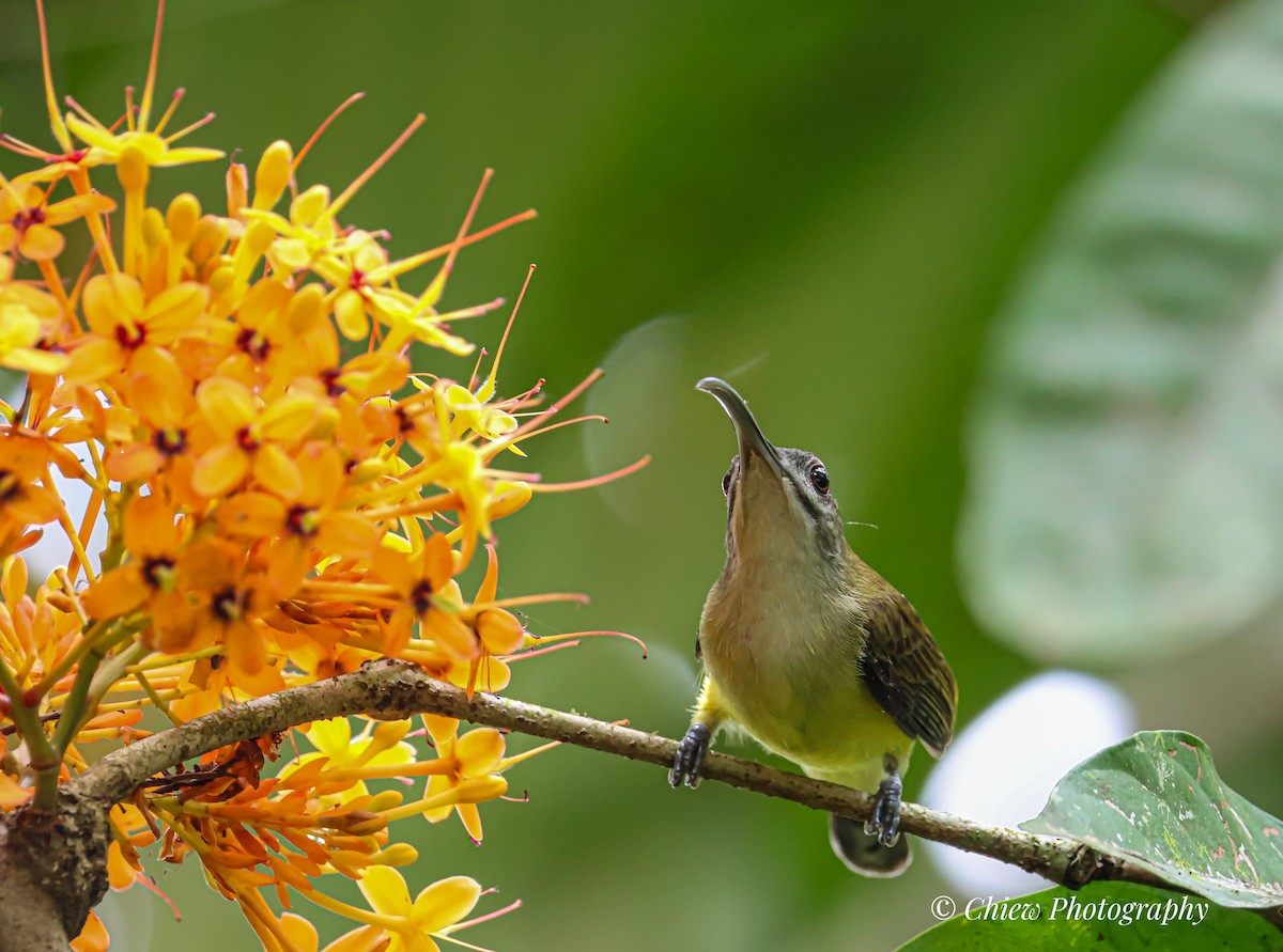 Little Spiderhunter - ML638624968