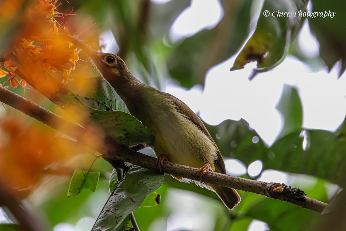 Spectacled Spiderhunter - ML638624972