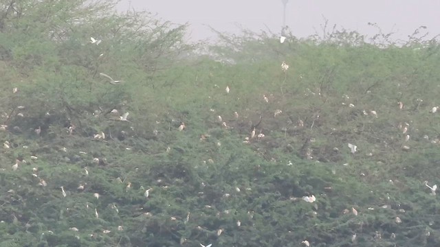 Eastern Cattle-Egret - ML638624987