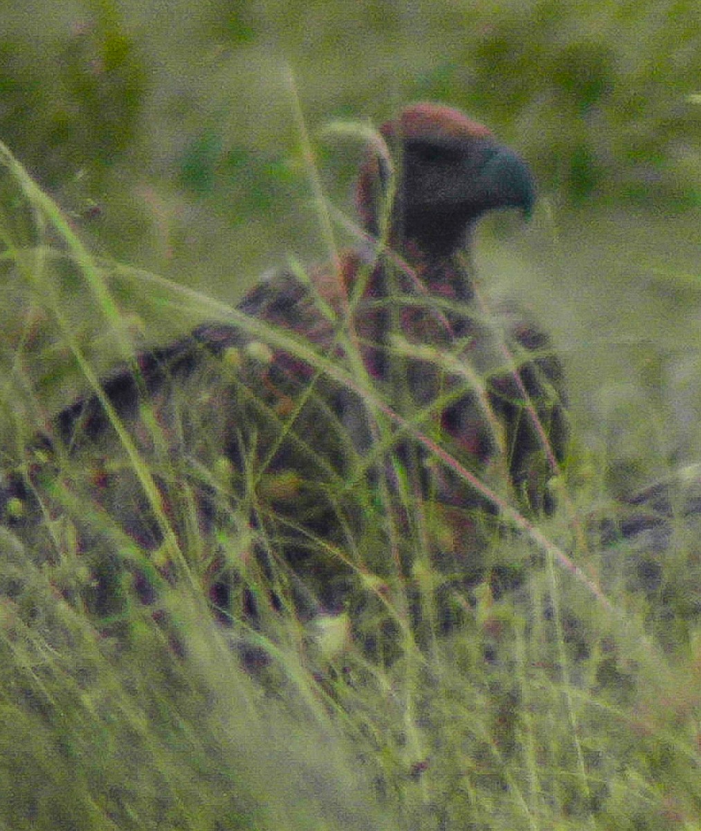 Lappet-faced Vulture - ML638625011