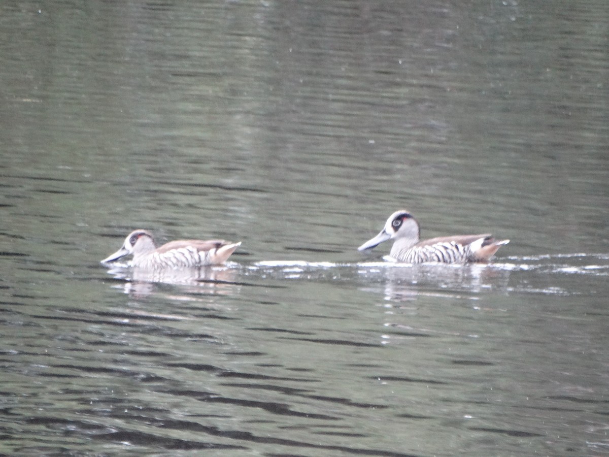 Pink-eared Duck - ML638625024