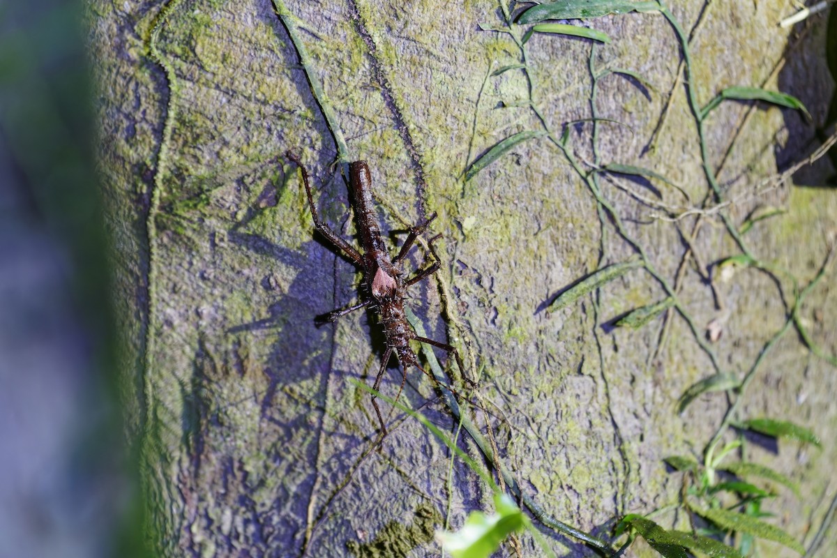 Insects - ML638625038