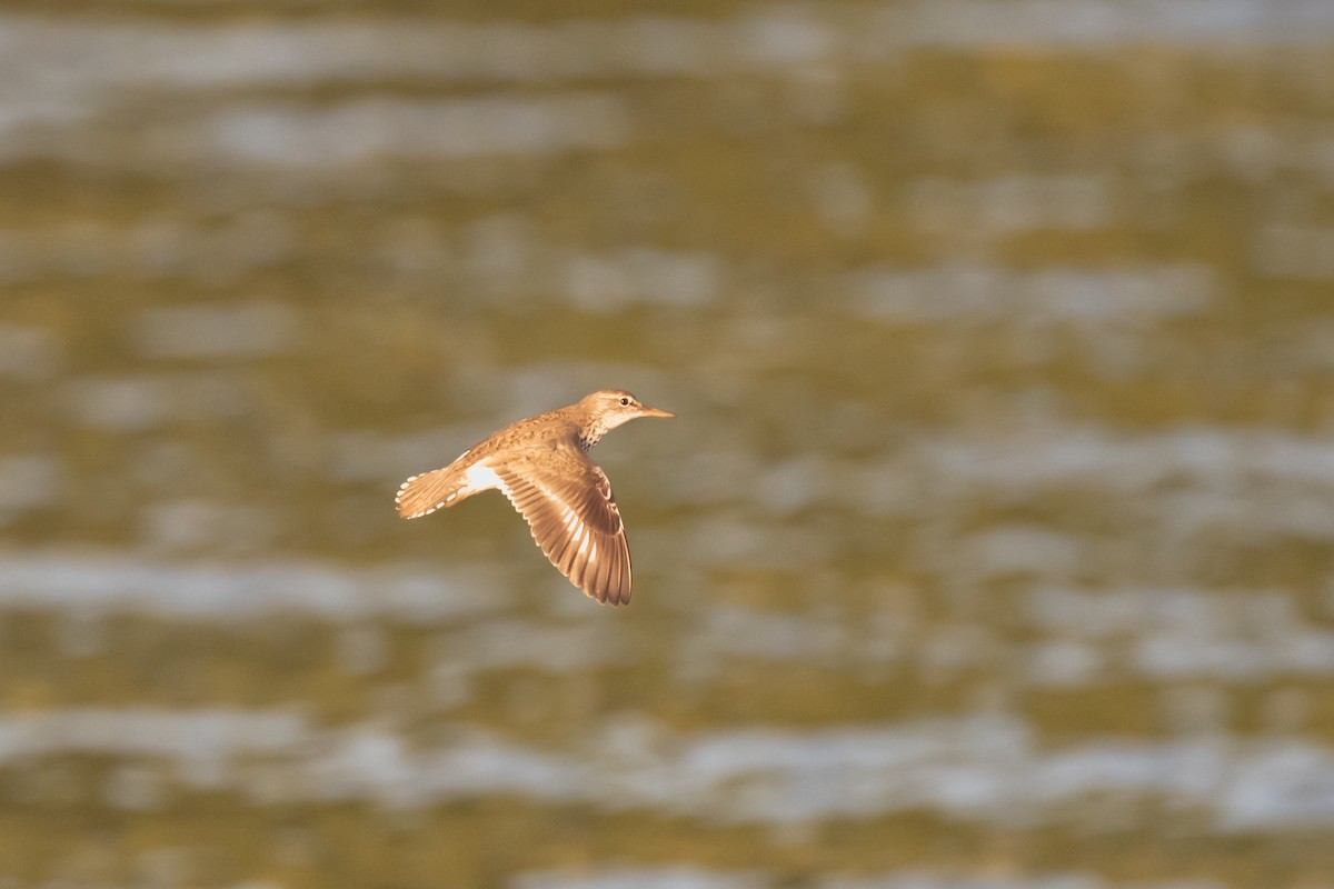 Spotted Sandpiper - ML638625051