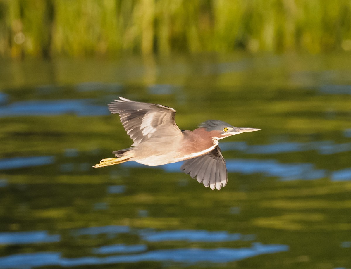 Green Heron - ML638625052