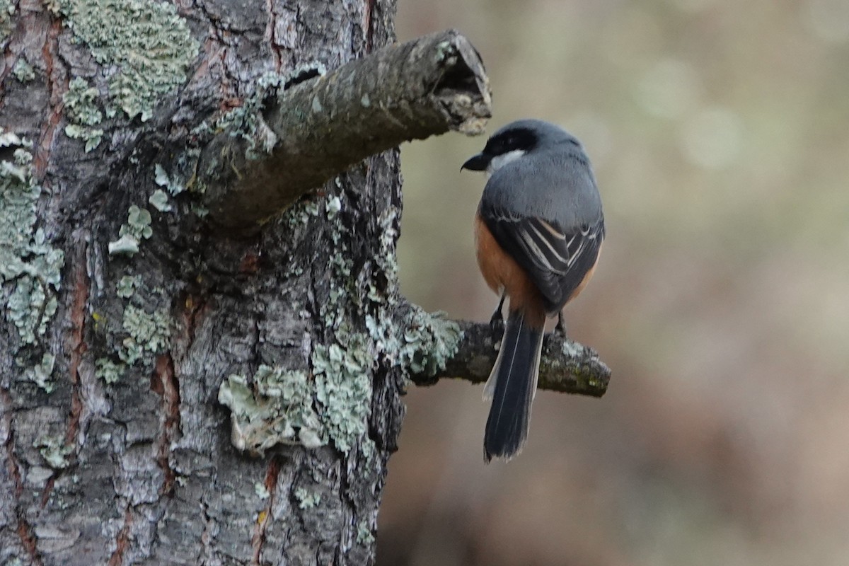 Gray-backed Shrike - ML638625077