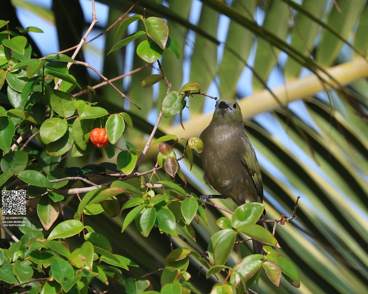 Palm Tanager - ML638625080
