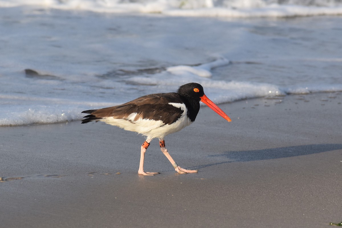 American Oystercatcher - ML638625084