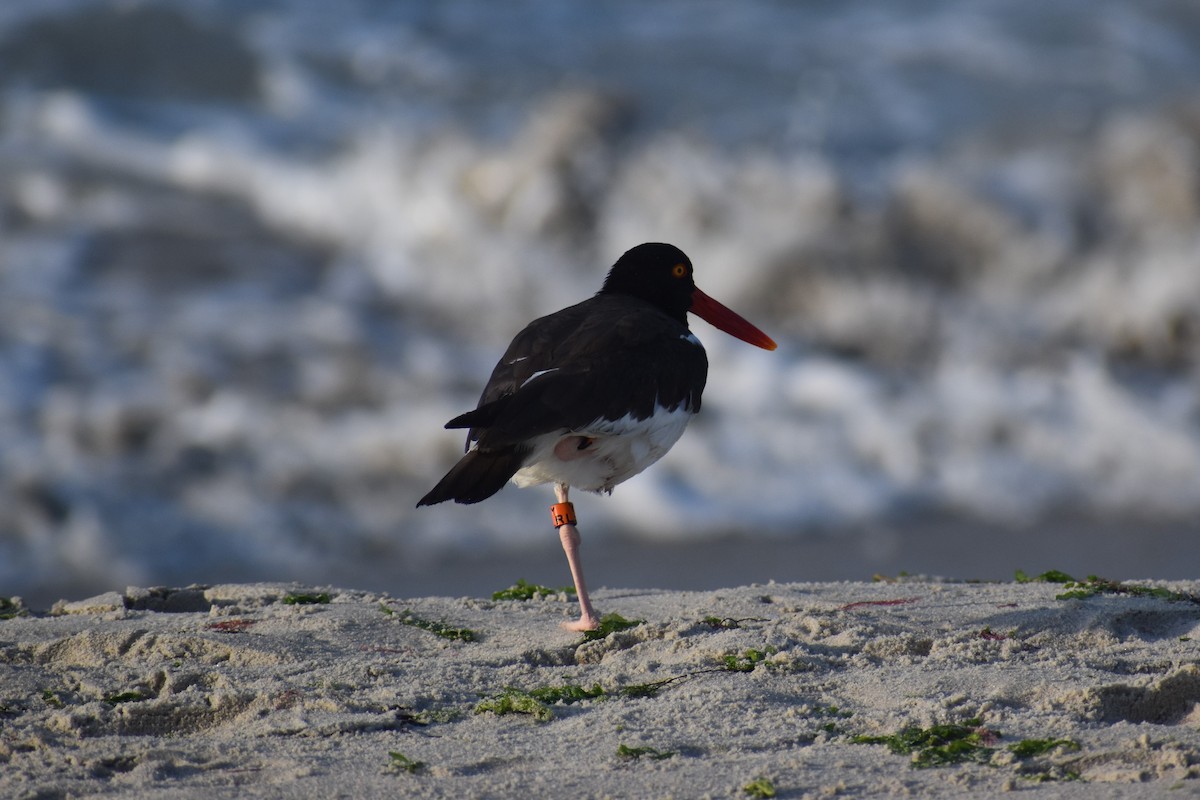 American Oystercatcher - ML638625085