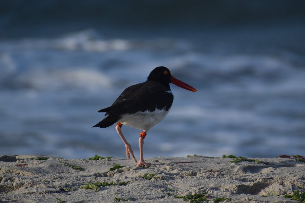 American Oystercatcher - ML638625086