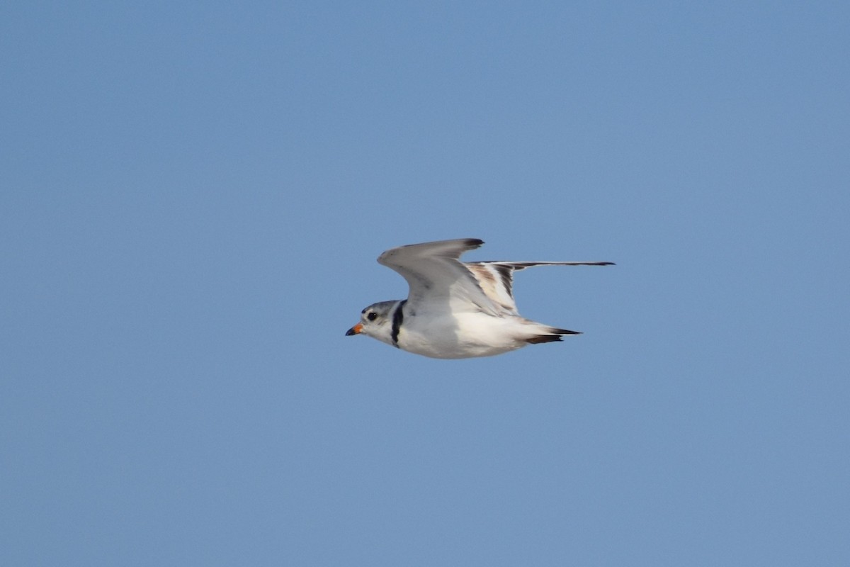 Piping Plover - ML638625092