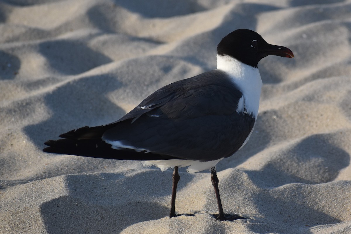 Laughing Gull - ML638625097