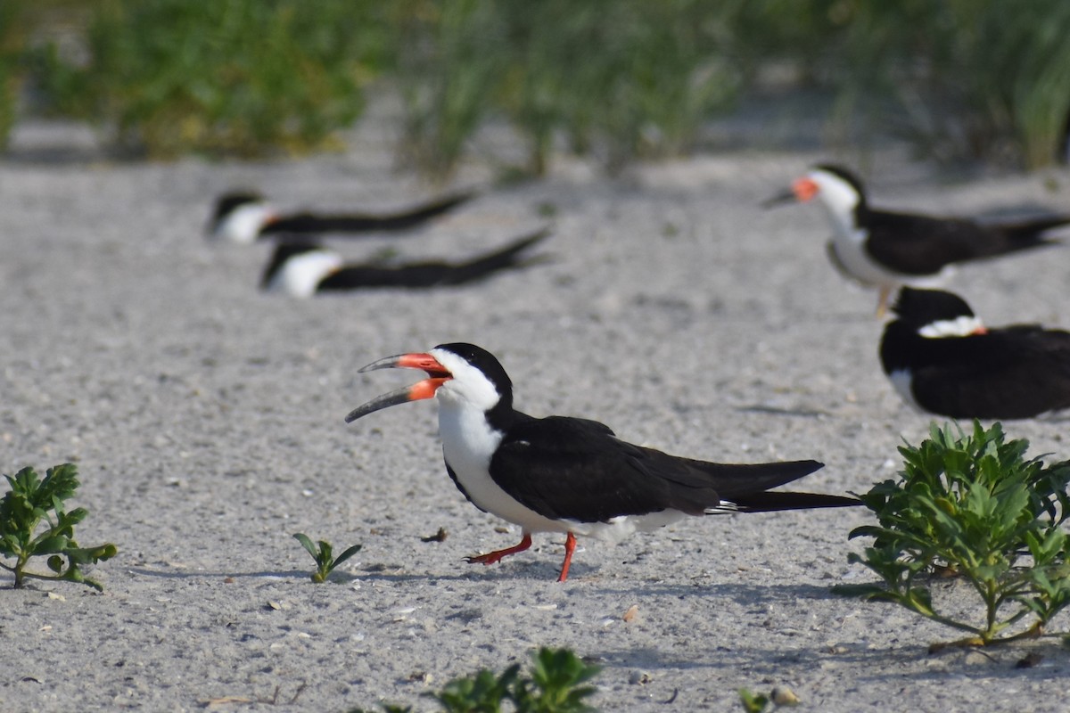 Black Skimmer - ML638625102