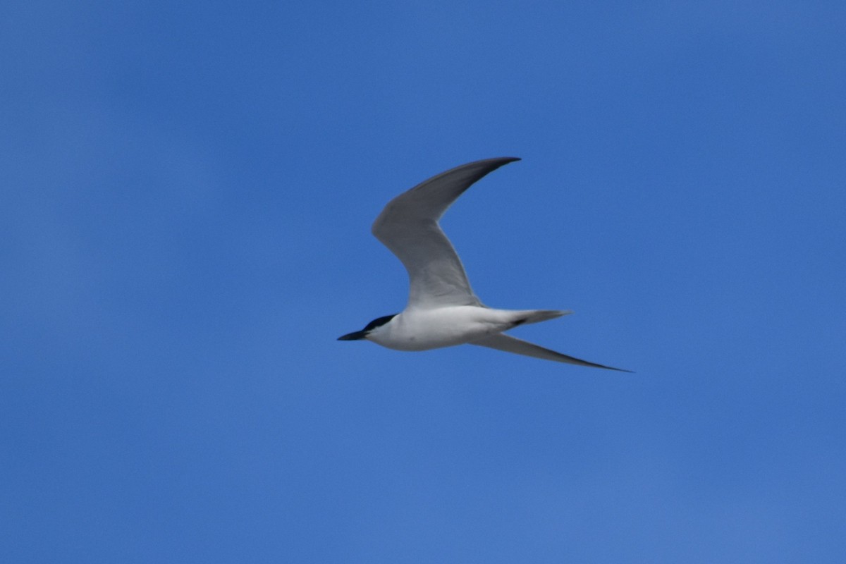 Gull-billed Tern - ML638625111