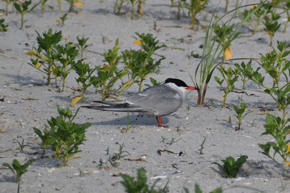 Common Tern - ML638625115