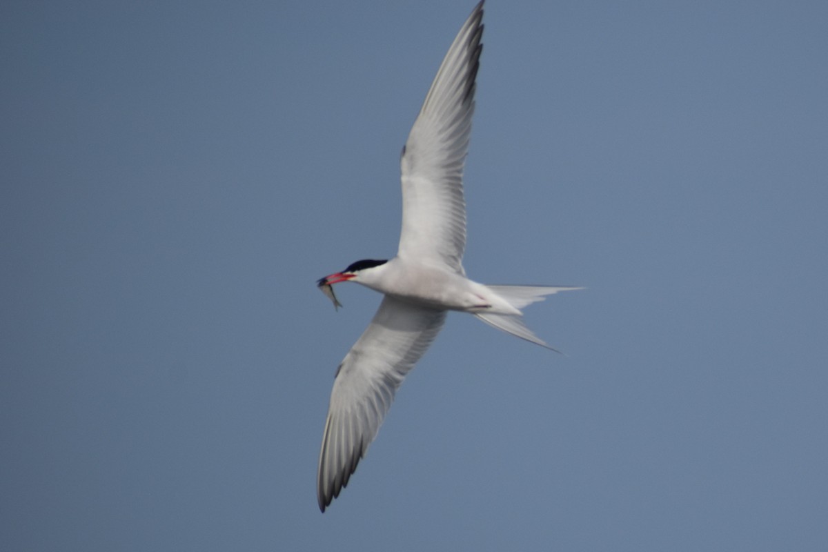 Common Tern - ML638625116