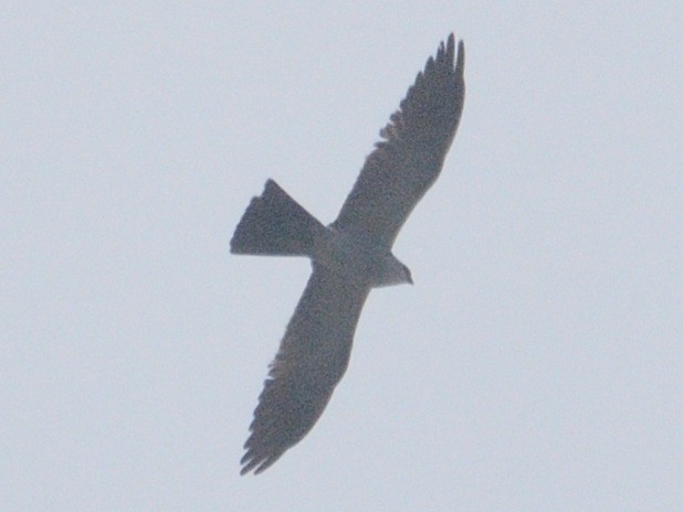 Mississippi Kite - ML638625142