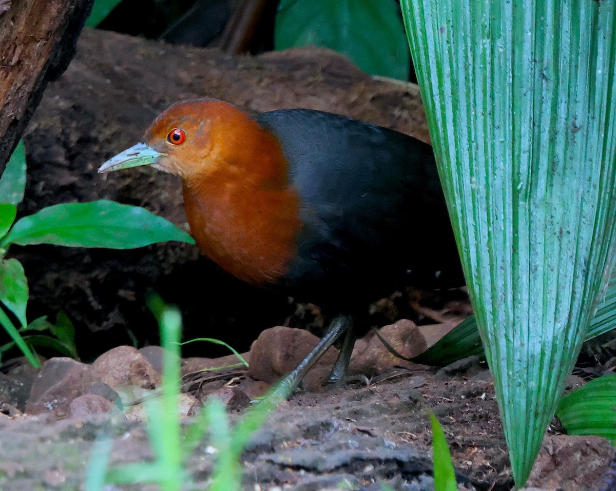 Red-necked Crake - ML638625154
