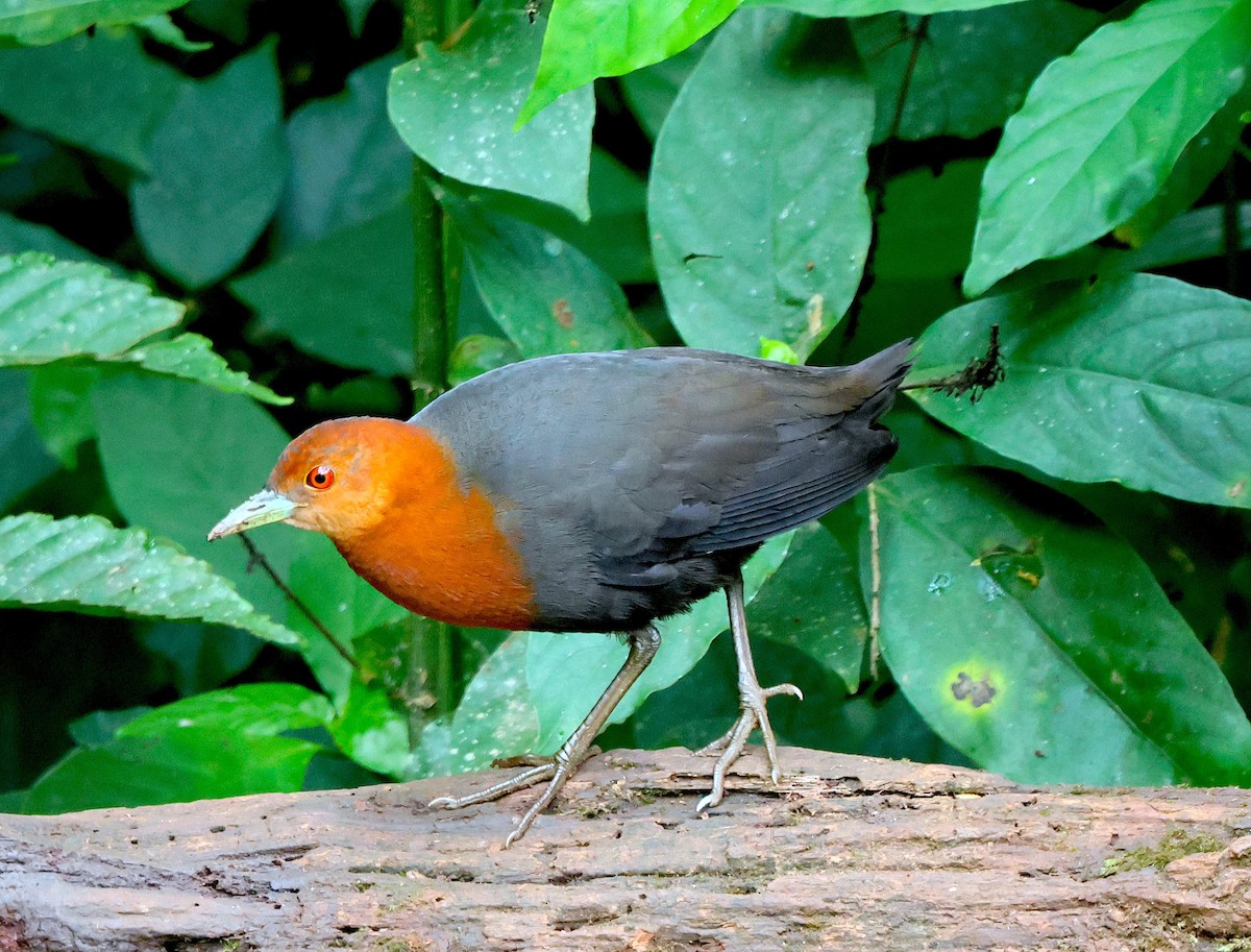 Red-necked Crake - ML638625158
