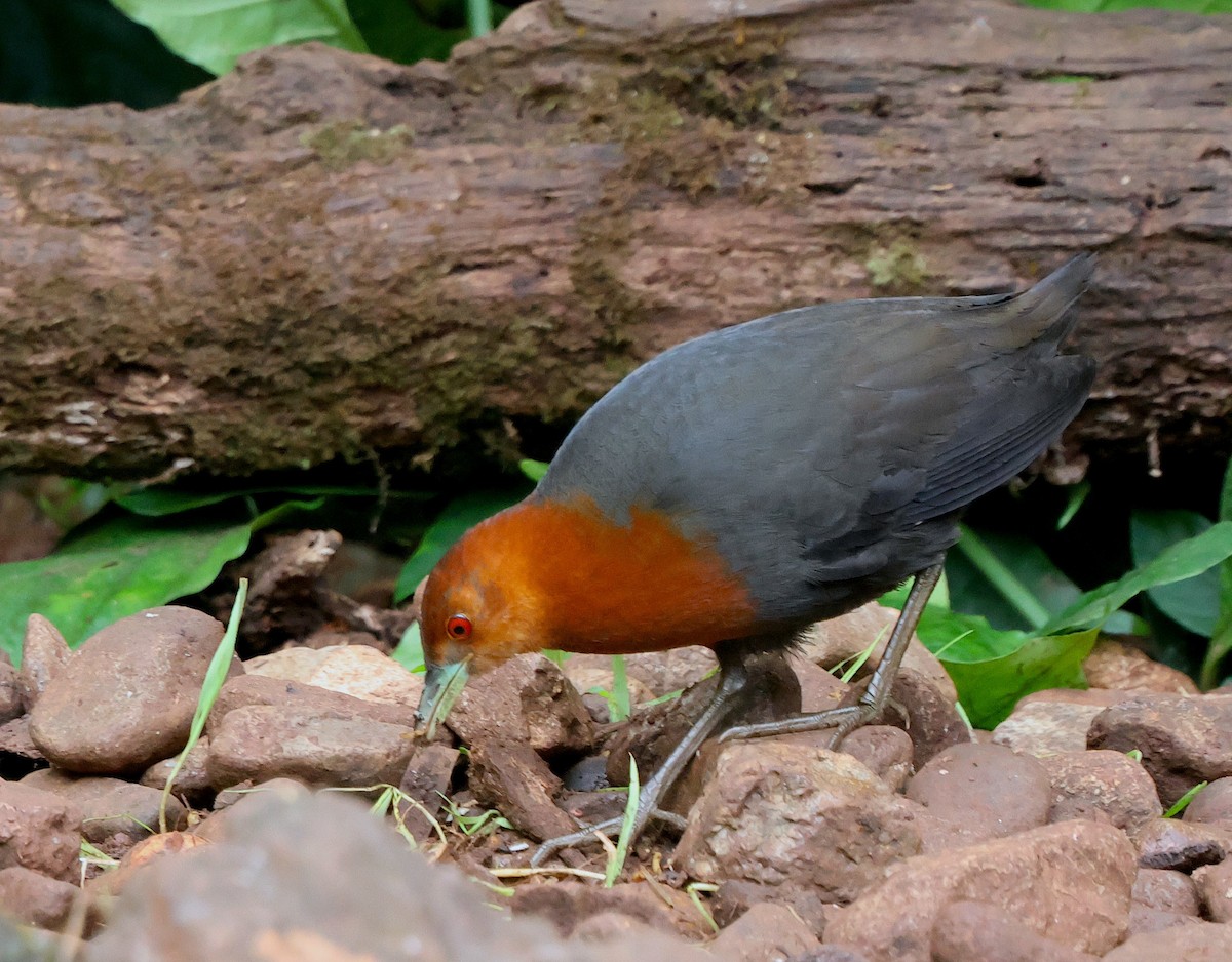 Red-necked Crake - ML638625159
