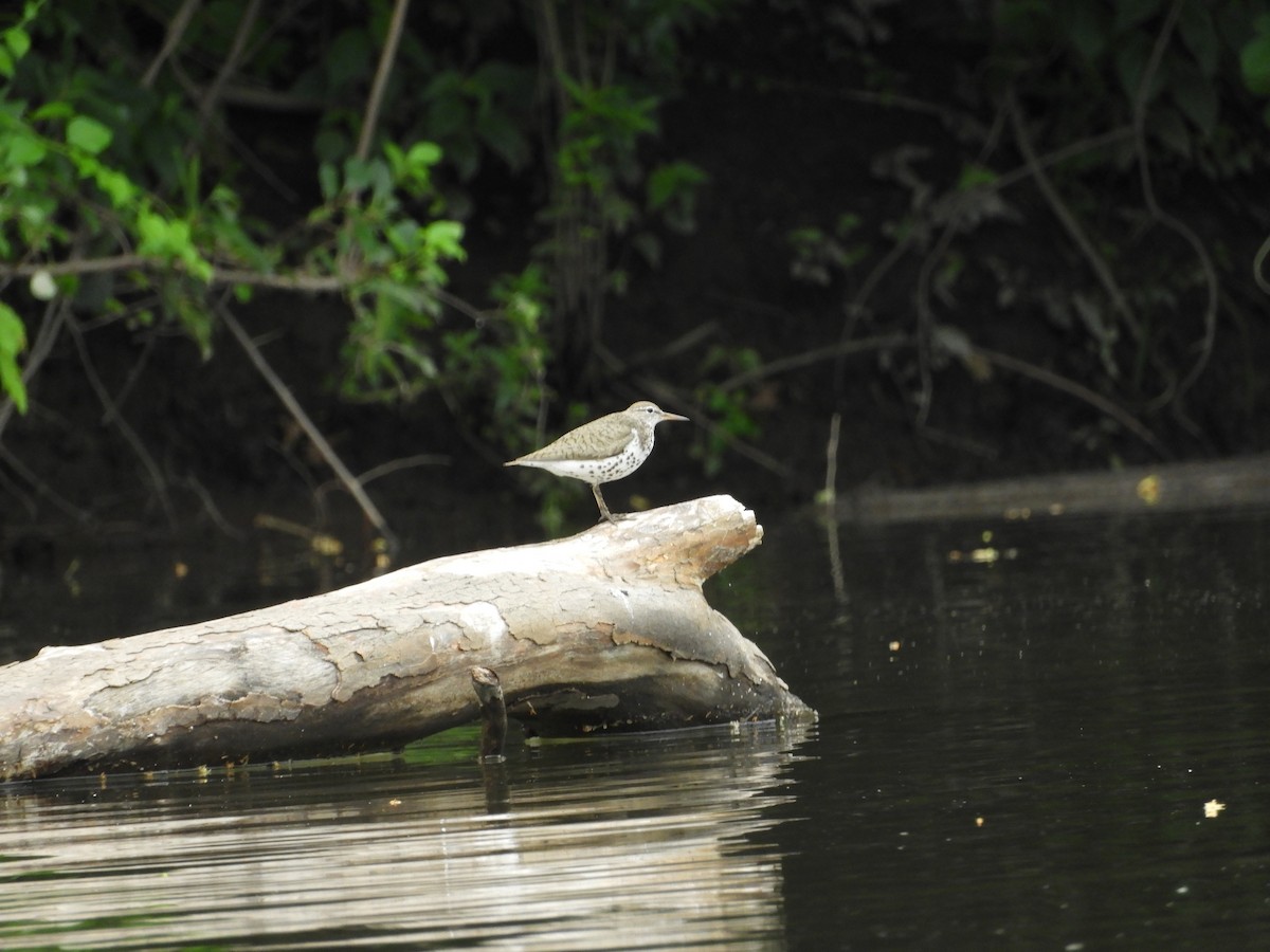 Spotted Sandpiper - ML638625161