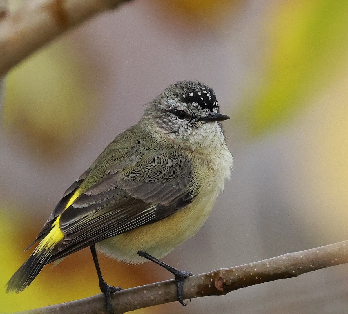 Yellow-rumped Thornbill - ML638625163