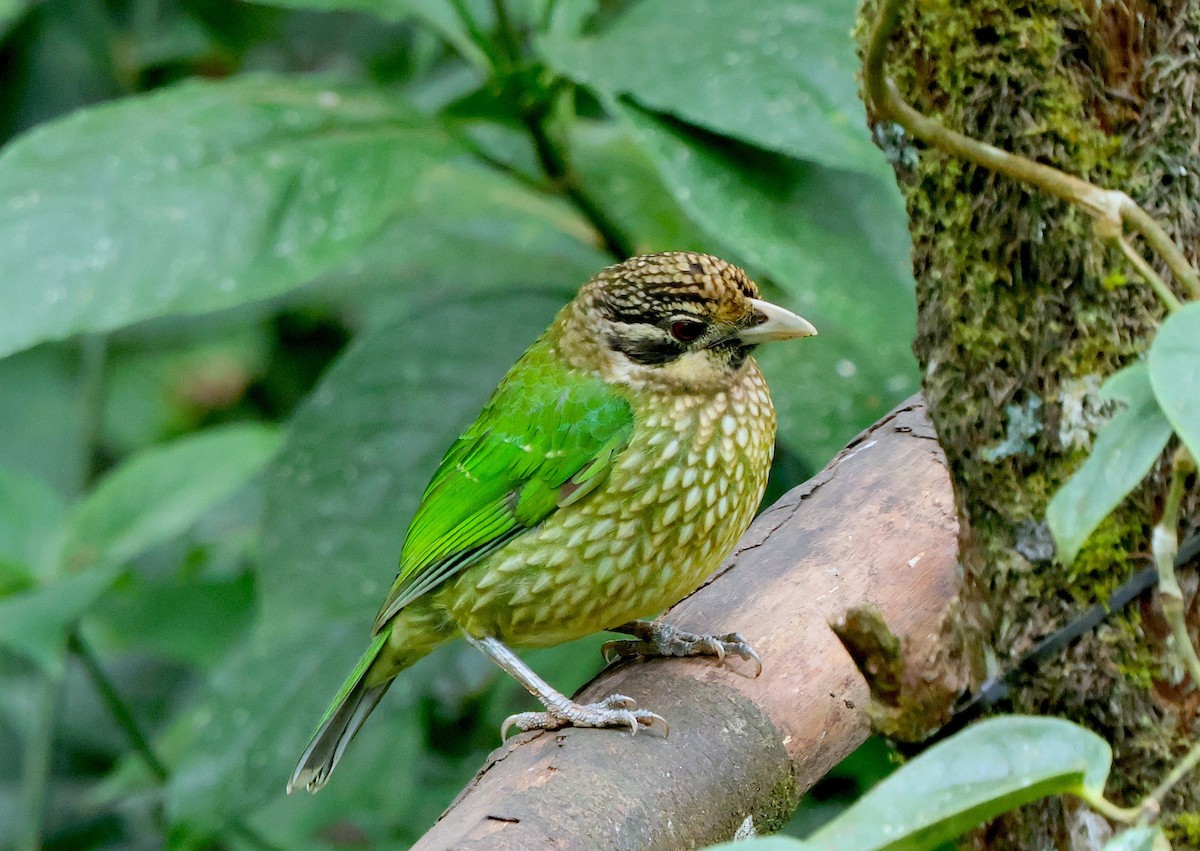 Spotted Catbird - ML638625164