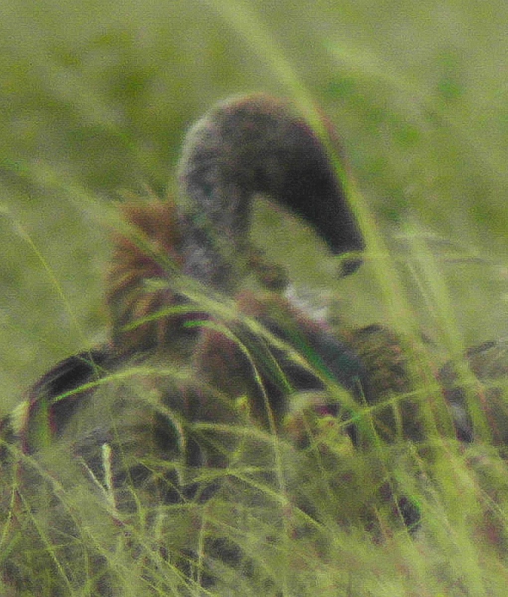 White-backed Vulture - ML638625196