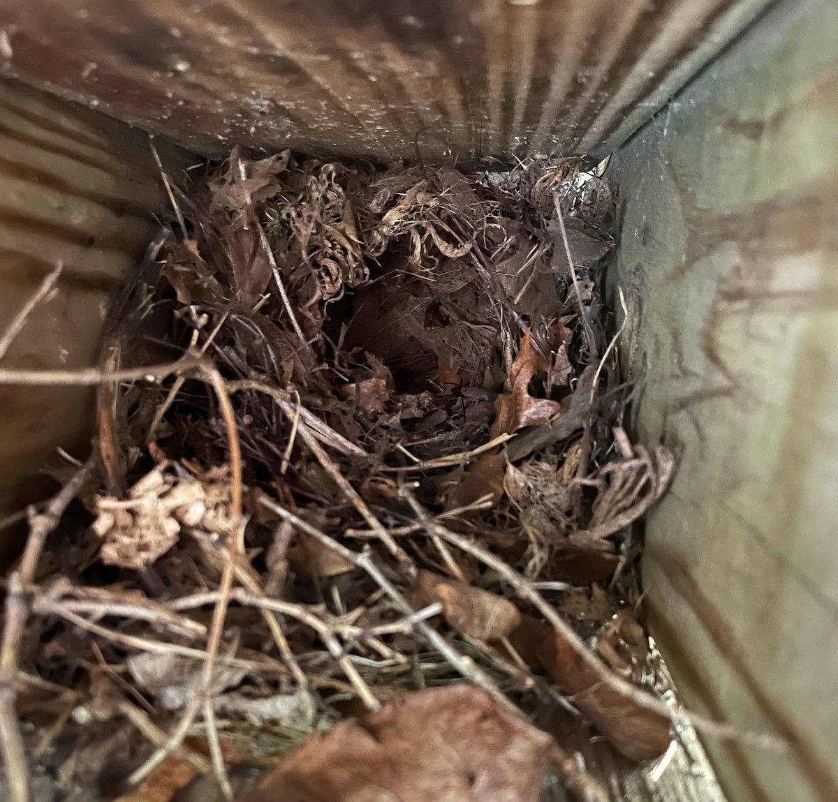 Carolina Wren - ML638625254