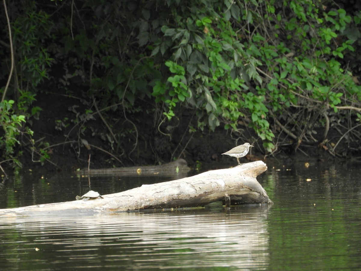 Spotted Sandpiper - ML638625255