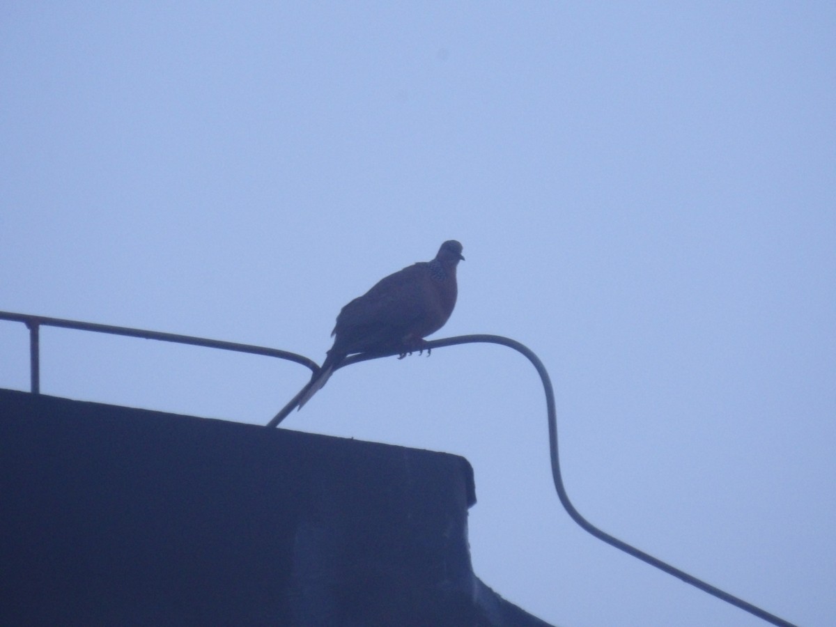 Spotted Dove - ML638625260