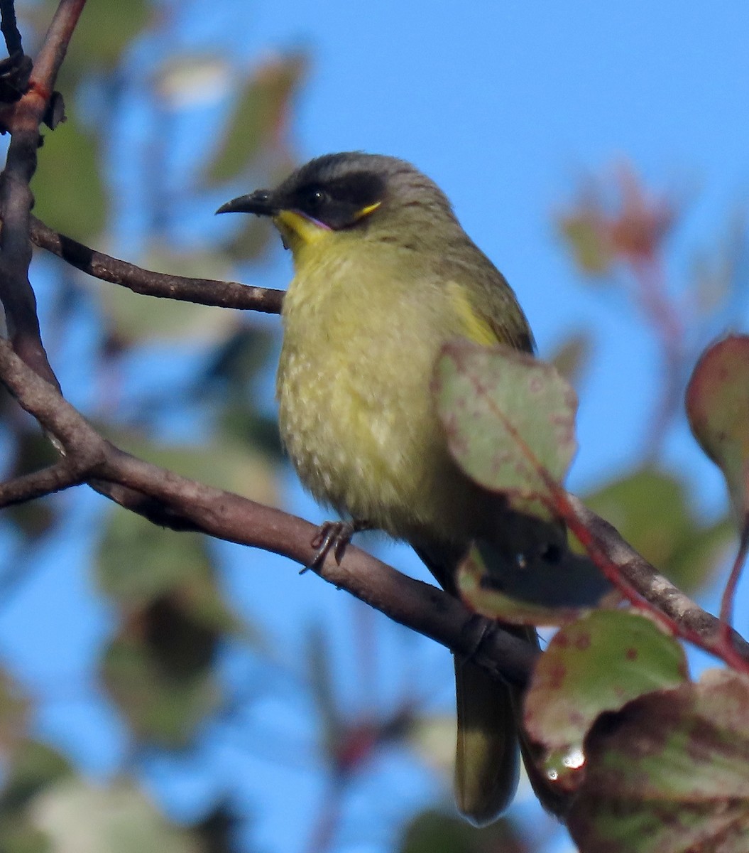 Purple-gaped Honeyeater - ML638625277