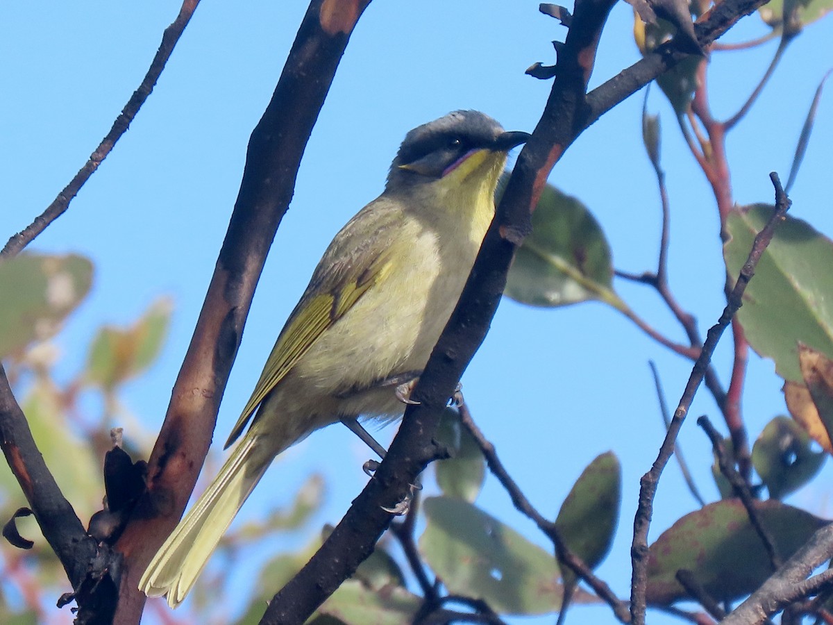 Purple-gaped Honeyeater - ML638625278